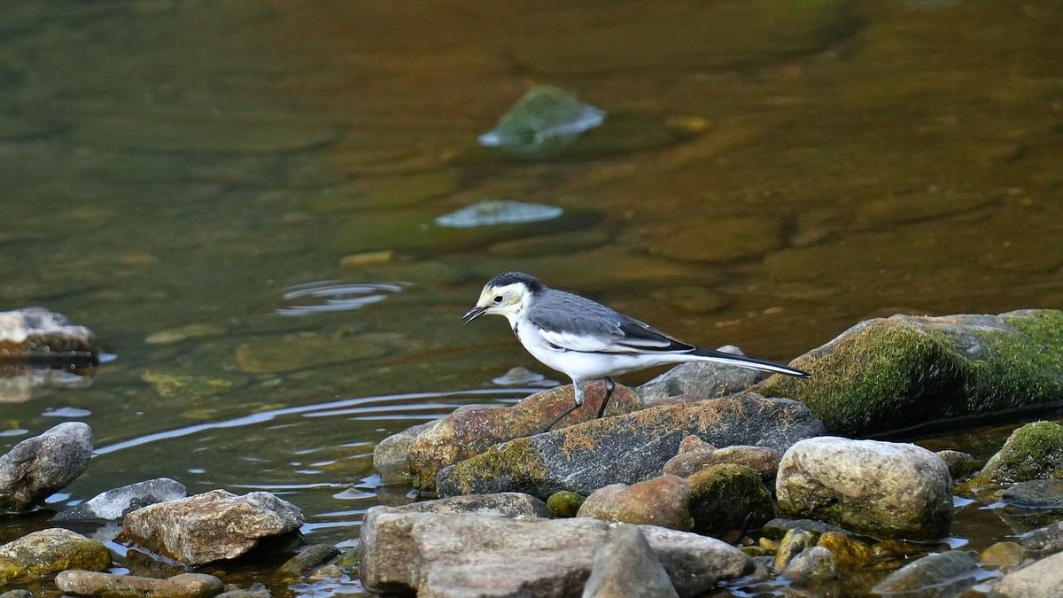 Identifying Dragonflies and Damselflies at Lakes